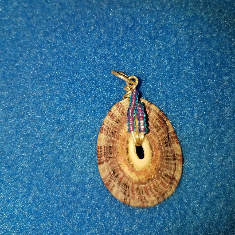 Sea urchin / Chinese carpet seashell pendant